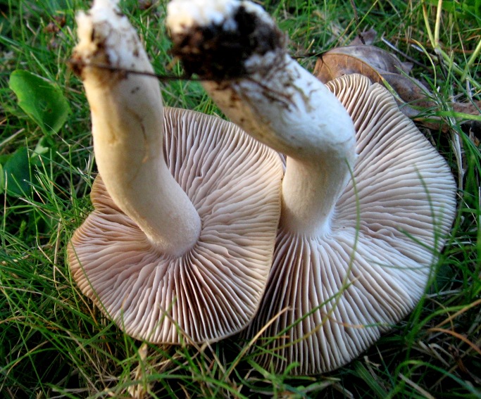 Dal giardino in settembre - Entoloma?